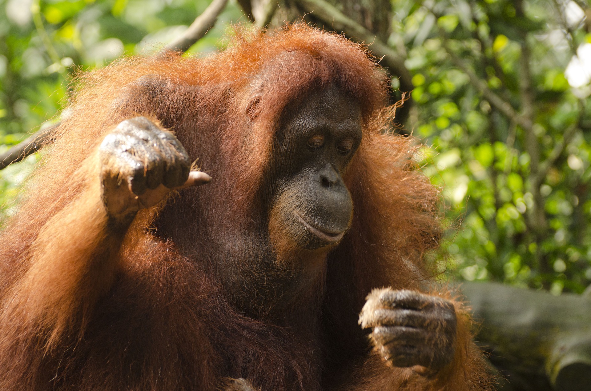 Breakfast with orangutans