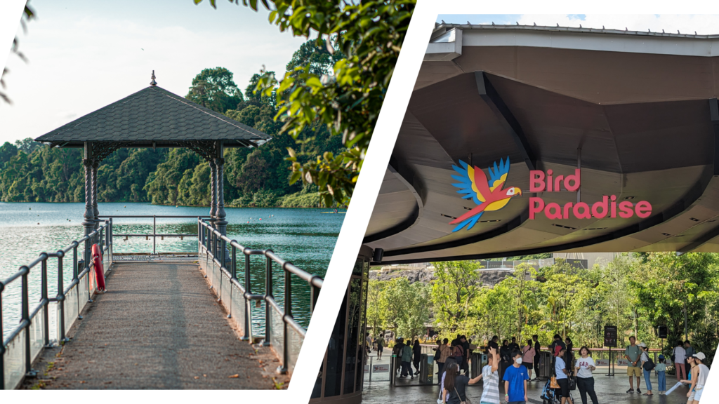 What to Do During School Holidays in Singapore 2024 - MacRitchie Reservoir & Bird Paradise